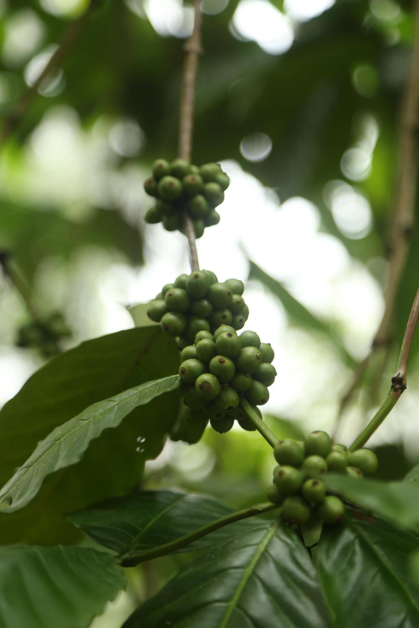 Spice Forest Plantation Homestay, Thekkady Vandiperiyār Exterior foto